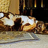 Burger is registered to the contest to win money with this photo: cat, feline, pet, sleeping, indoor, carpet, basket, paw, fur, resting, cozy, closeup, animal, cute, tabby, whiskers, relaxed, home, floor, domestic