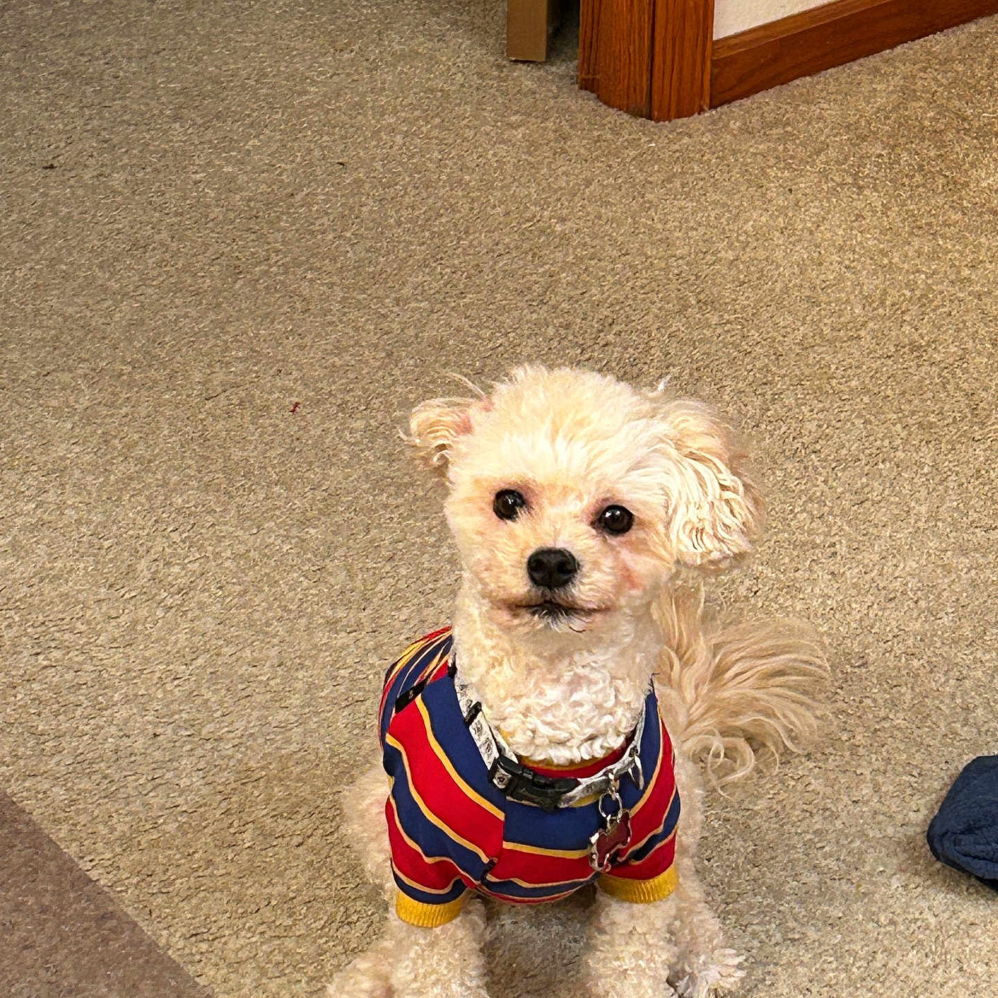 Louie joined the competition — help win amazing prizes! attentive, beige_carpet, carpet, collar, companion, curly_fur, curly_tail, cute, dog, domestic_animal, floor, fluffy, indoor, looking_up, pet, small_dog, striped_clothing, sweater, tag, wooden_door_frame
