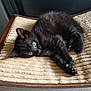 kitten, black_cat, blue_eyes, pet, animal, cute, feline, indoor, resting, stretching, fur, whiskers, paw, wooden_surface, mat, texture, curious, young, domestic_cat, cozy