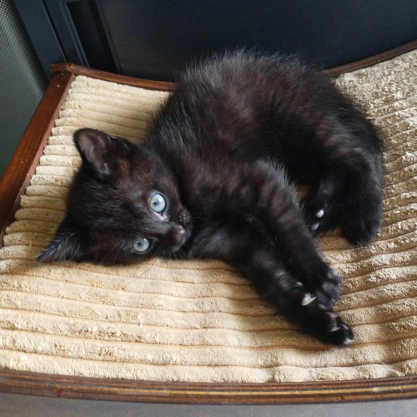 Perle a rejoint le concours — aidez-le/la à gagner de superbes lots ! animal, black_cat, blue_eyes, cozy, curious, cute, domestic_cat, feline, fur, indoor, kitten, mat, paw, pet, resting, stretching, texture, whiskers, wooden_surface, young