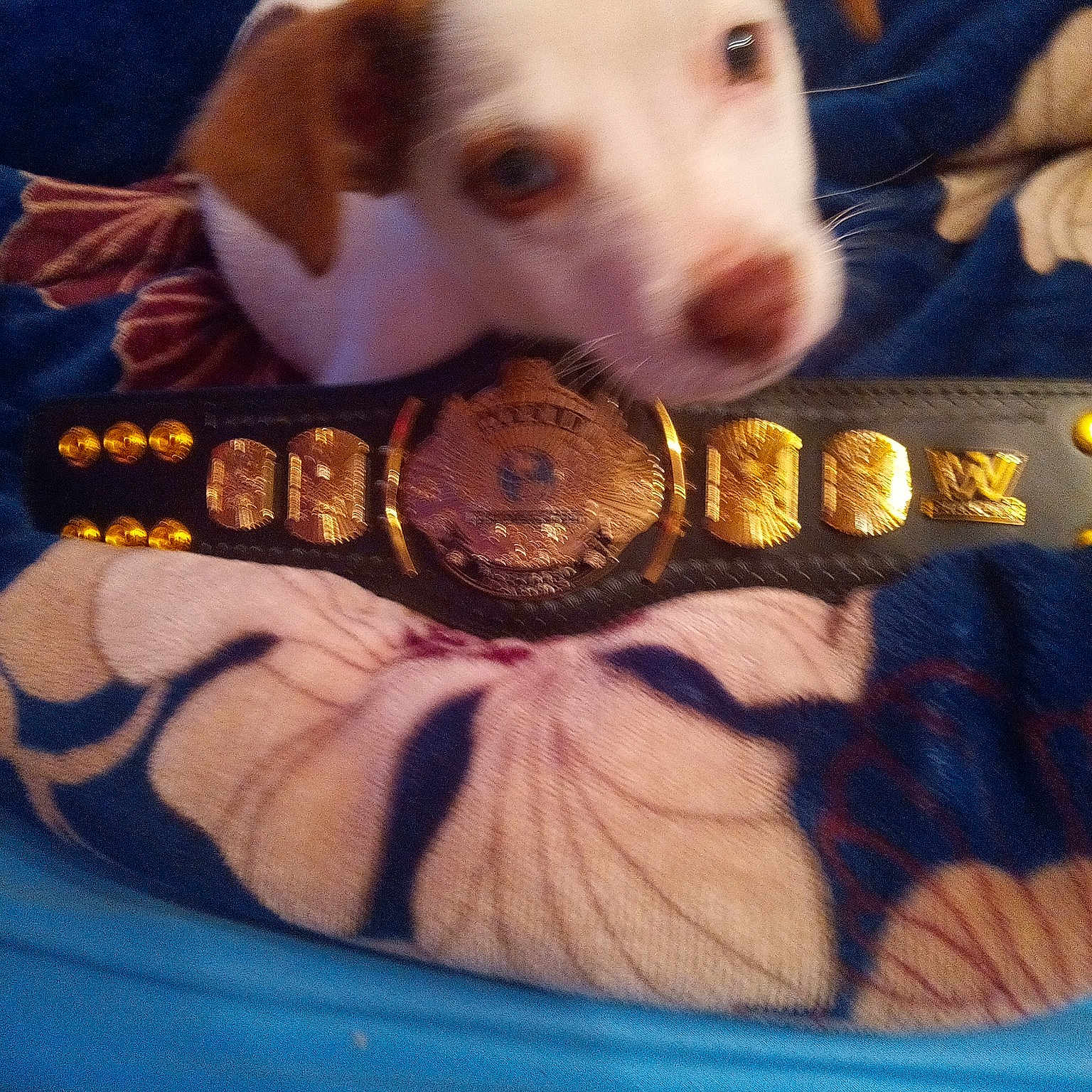 Pedrito is registered to the contest to win money with this photo: ball, bowl, carnivore, comfort, companion_dog, dog, dog_breed, foot, football, fun, fur, human_leg, junk_food, paw, personal_protective_equipment, soccer_ball, sporting_group, sweetness, thigh, whiskers