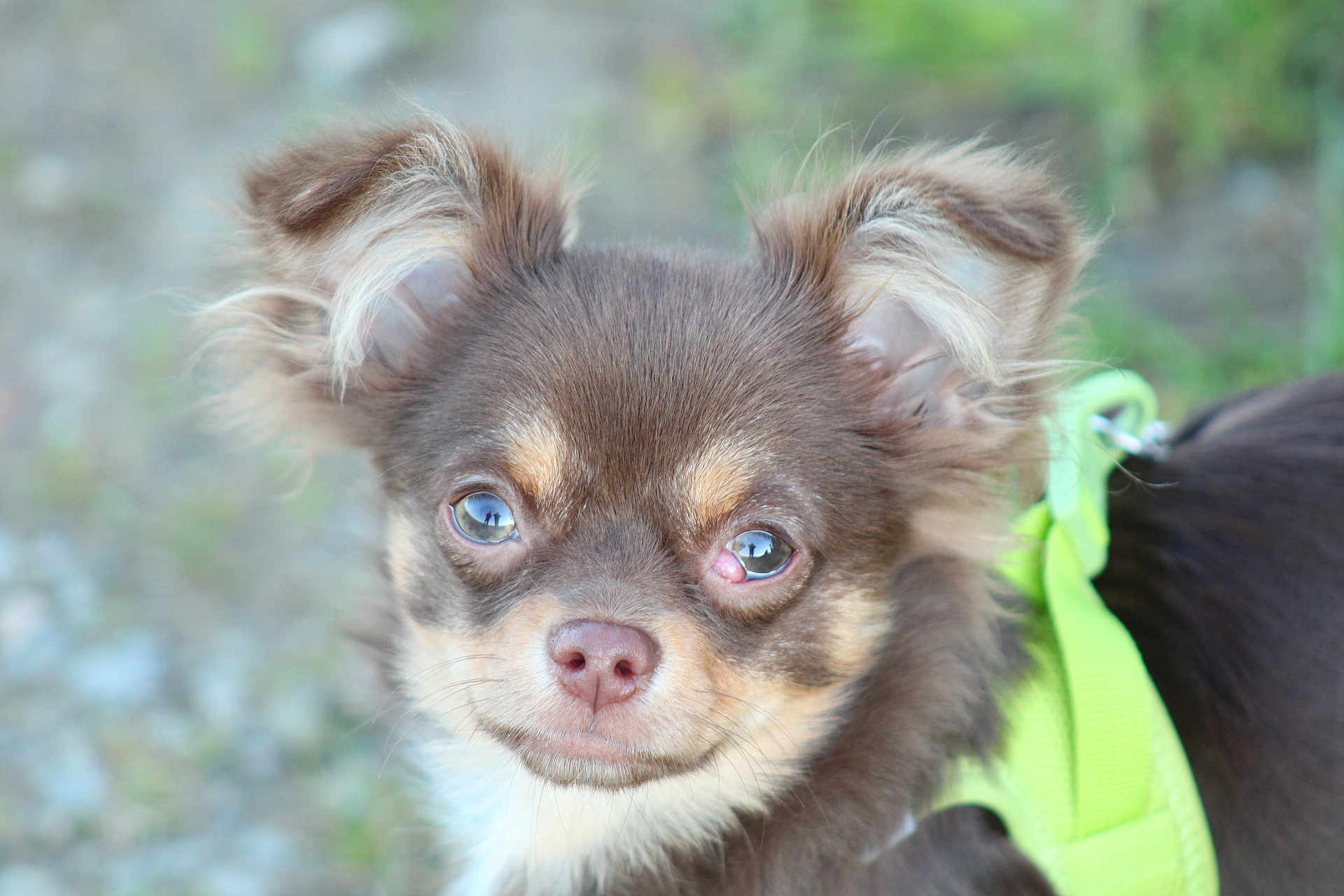 Voyou participe au concours pour gagner de l'argent avec cette photo : dog, puppy, brown_fur, close_up, outdoor, green_harness, ears, nose, eyes, pet, animal, canine, fur, whiskers, portrait, cute, young, small_dog, leash, nature