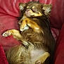 Voyou a rejoint le concours — aidez-le/la à gagner de superbes lots ! dog, sleeping, brown, fluffy, pet, cute, relaxed, couch, leather, indoor, cozy, resting, animal, paw, fur, small_dog, companion, comfort, nap, cute_pet