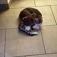 Voyou participe au concours pour gagner de l'argent avec cette photo : dog, cat, tile_floor, snuggling, cute, pet, animal, indoor, brown_dog, tabby_cat, floor, resting, companion, fur, small_animals, friendship, cozy, cute_animals, domestic, sleeping