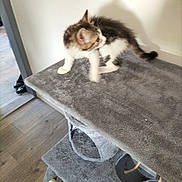Shanna participe au concours pour gagner de l'argent avec cette photo : kitten, cat, cat_tree, indoor, furniture, gray, curious, pet, animal, blurred, wood_floor, wall, small, young, fur, ears, tail, home, motion, looking