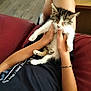 kitten, cat, person, arm, hand, couch, red_couch, wooden_floor, table, black_tshirt, bracelet, indoor, relaxing, pet, furry, sleepy, cute, small_animal, holding, casual