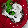 Shanna a rejoint le concours — aidez-le/la à gagner de superbes lots ! cat, sleeping, pet_bed, red, green, polka_dots, toys, cozy, indoor, fur, white, tabby, relaxed, paws, cute, resting, floor, home, animal, pet