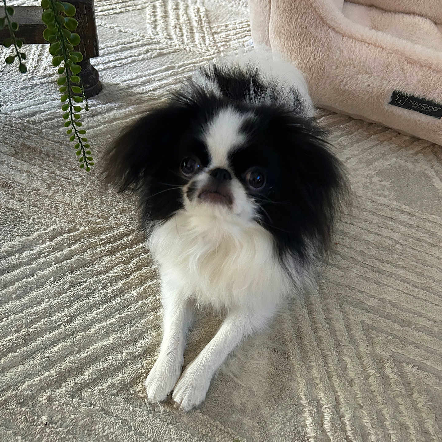 Mackay joined the competition — help win amazing prizes! dog, black_and_white, fluffy, carpet, dog_bed, indoor, plant, pet, small_dog, fur, cute, animal, resting, floor, cozy, home, domestic, companion, portrait, living_room