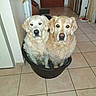 animal, brown_door, companions, curled_ears, cute, dog, dog_bed, domestic, flooring, fur, golden_retriever, household, indoor, looking_at_camera, mop, pet, tile_floor, two_dogs, waiting, walls