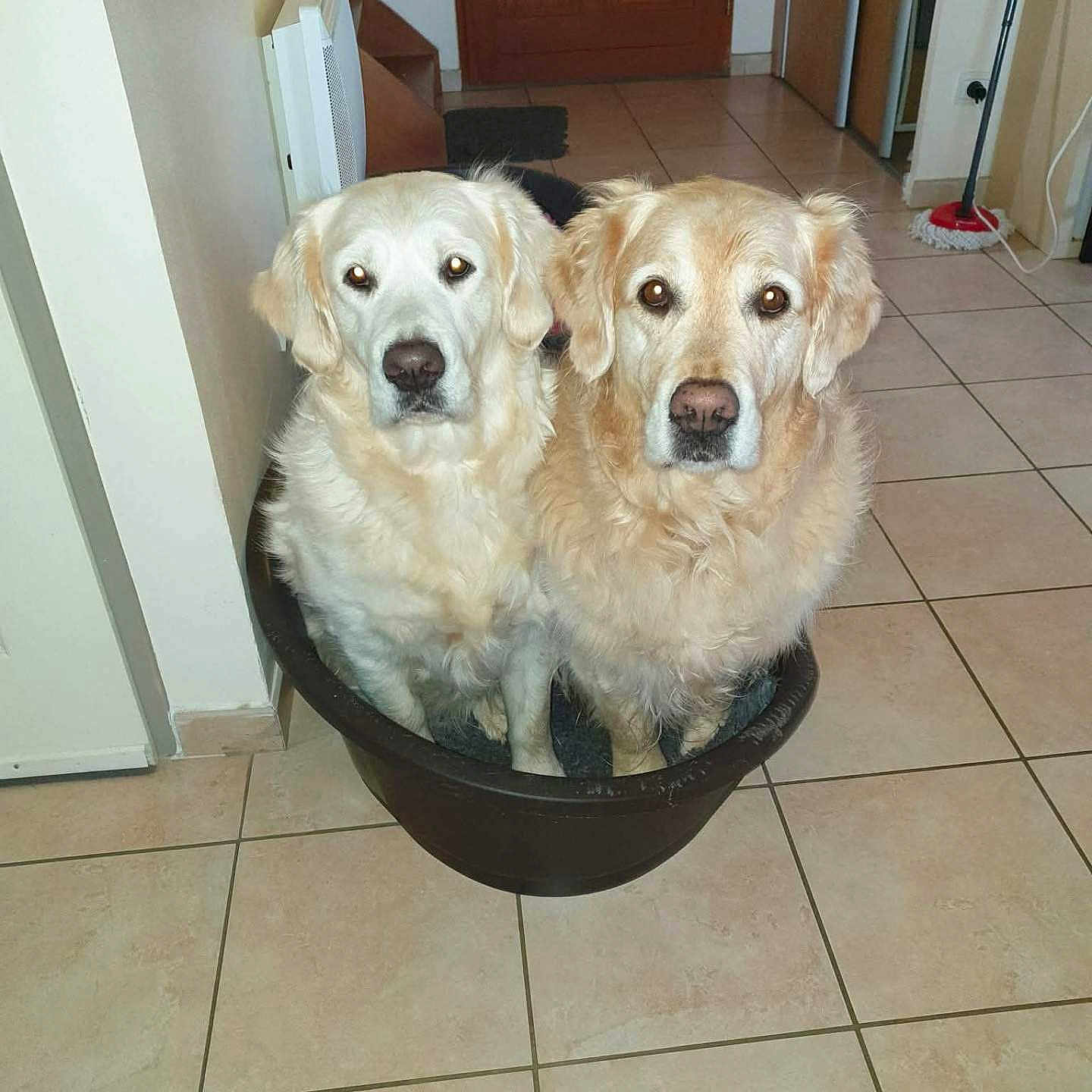 Rhapsody Et June a rejoint le concours — aidez-le/la à gagner de superbes lots ! dog, golden_retriever, pet, animal, indoor, tile_floor, dog_bed, two_dogs, brown_door, mop, household, flooring, walls, looking_at_camera, companions, curled_ears, fur, cute, waiting, domestic