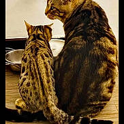 Asuna participe au concours pour gagner de l'argent avec cette photo : cat, tabby_cat, animal, pets, feline, two_cats, sitting, tail, floor, food_bowl, indoor, fur_pattern, striped, spotted, domestic_cat, companionship, cute, whiskers, ears, back_view