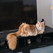 Abraham participe au concours pour gagner de l'argent avec cette photo : candle, cat, cat_tree, cozy, decorative, fluffy, furniture, indoor, living_room, long_hair, orange_cat, pet, relaxed, scratching_post, shelf, tail, television, tv, tv_stand, wooden_floor