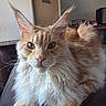 Abraham a rejoint le concours — aidez-le/la à gagner de superbes lots ! cat, close_up, cream, domestic_animal, ear_tufts, eyes, face, feline, fluffy, furniture, indoor, long_hair, maine_coon, nose, orange_tabby, paw, pet, portrait, whiskers, wooden_table