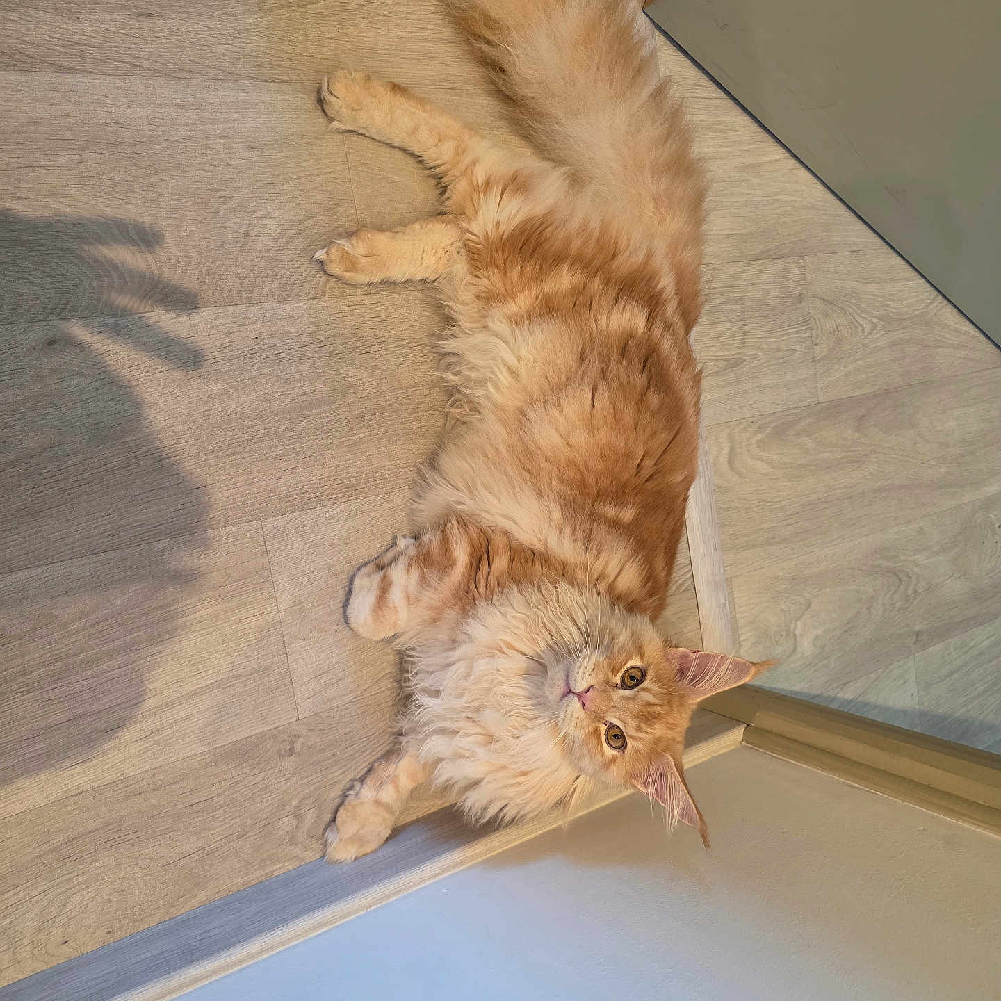 Abraham participe au concours pour gagner de l'argent avec cette photo : cat, curious, door, door_frame, ears, feline, fluffy, hardwood_floor, home_interior, indoor, long_fur, looking_up, lying_down, orange_cat, paws, pet, shadow, tail, whiskers, wood_floor