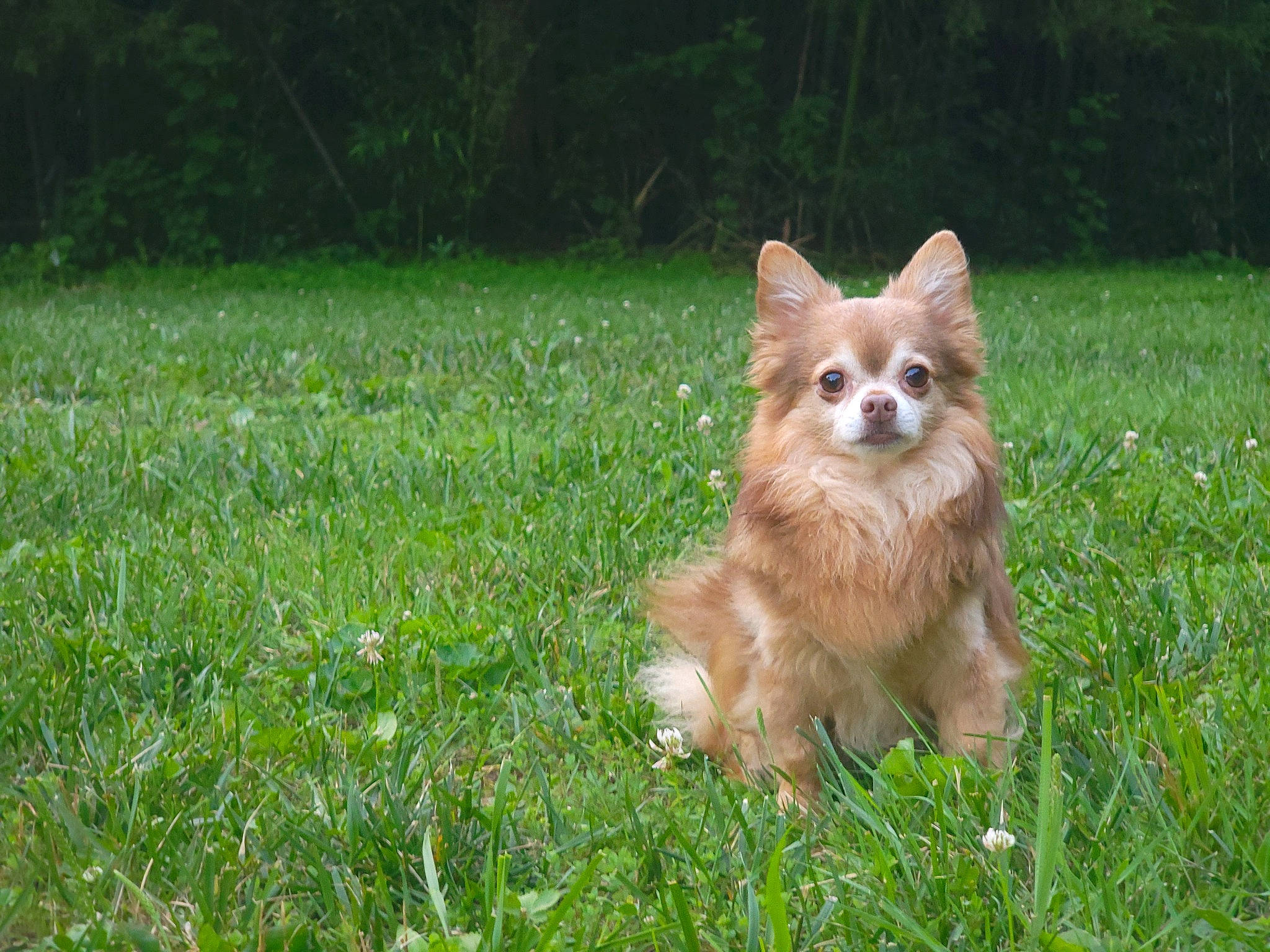 Diablo joined the competition — help win amazing prizes! canidae, carnivore, companion_dog, dog, dog_breed, fawn, felidae, fur, german_spitz, grass, grassland, liver, pasture, plant, snout, spitz, sporting_group, tail, terrestrial_animal, whiskers