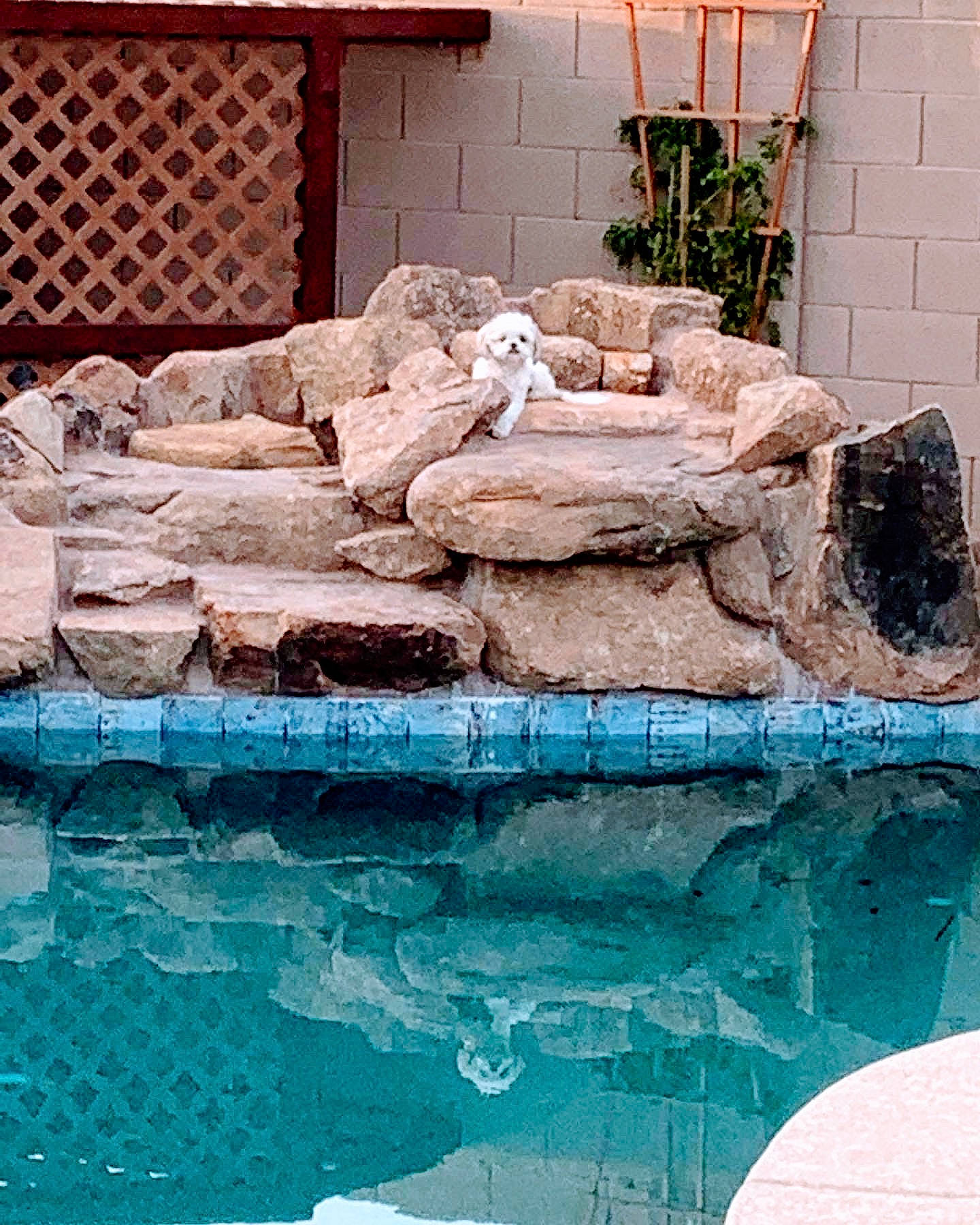 Gracie Girl is registered to the contest to win money with this photo: aqua, art, body_of_water, font, fun, grass, landscape, leisure, plant, recreation, reflection, rock, sculpture, sitting, stairs, swimming_pool, vacation, water, water_feature, wood