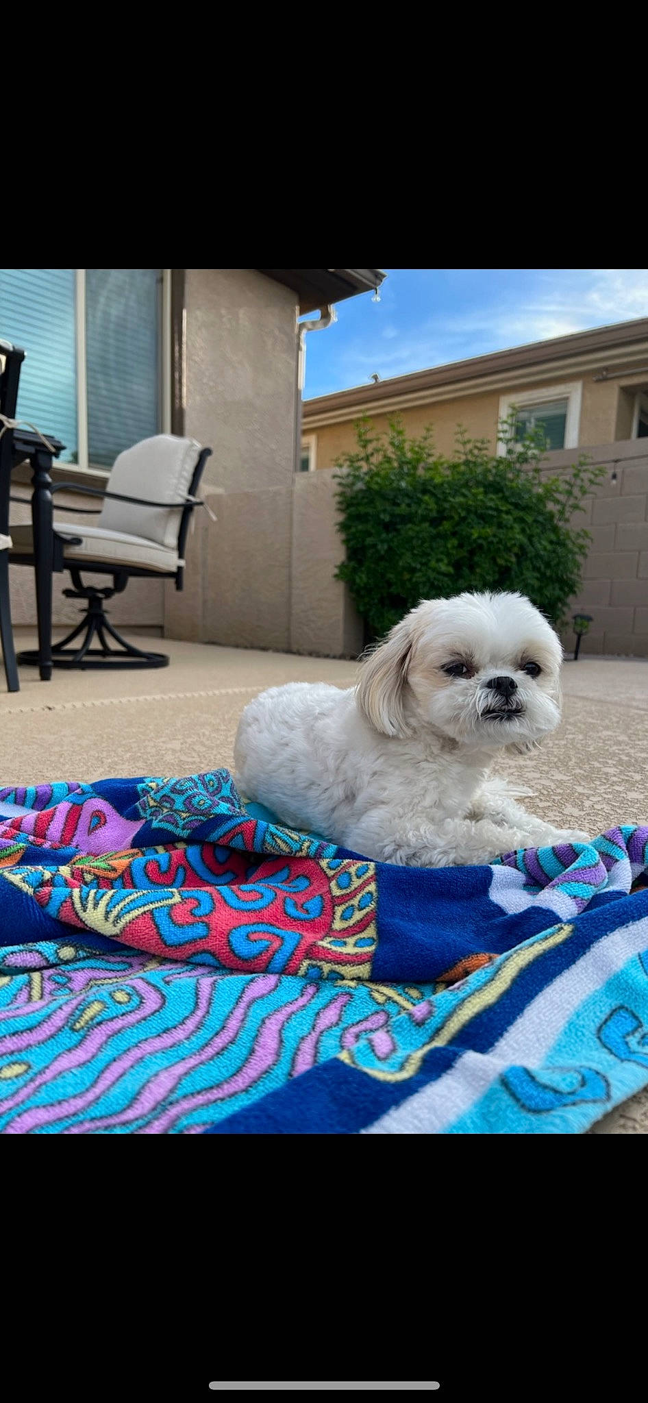 Gracie Girl joined the competition — help win amazing prizes! building, canidae, carnivore, chair, companion_dog, dog, dog_breed, dog_supply, door, electric_blue, event, flooring, grass, house, plant, sky, sporting_group, toy_dog, window, working_animal