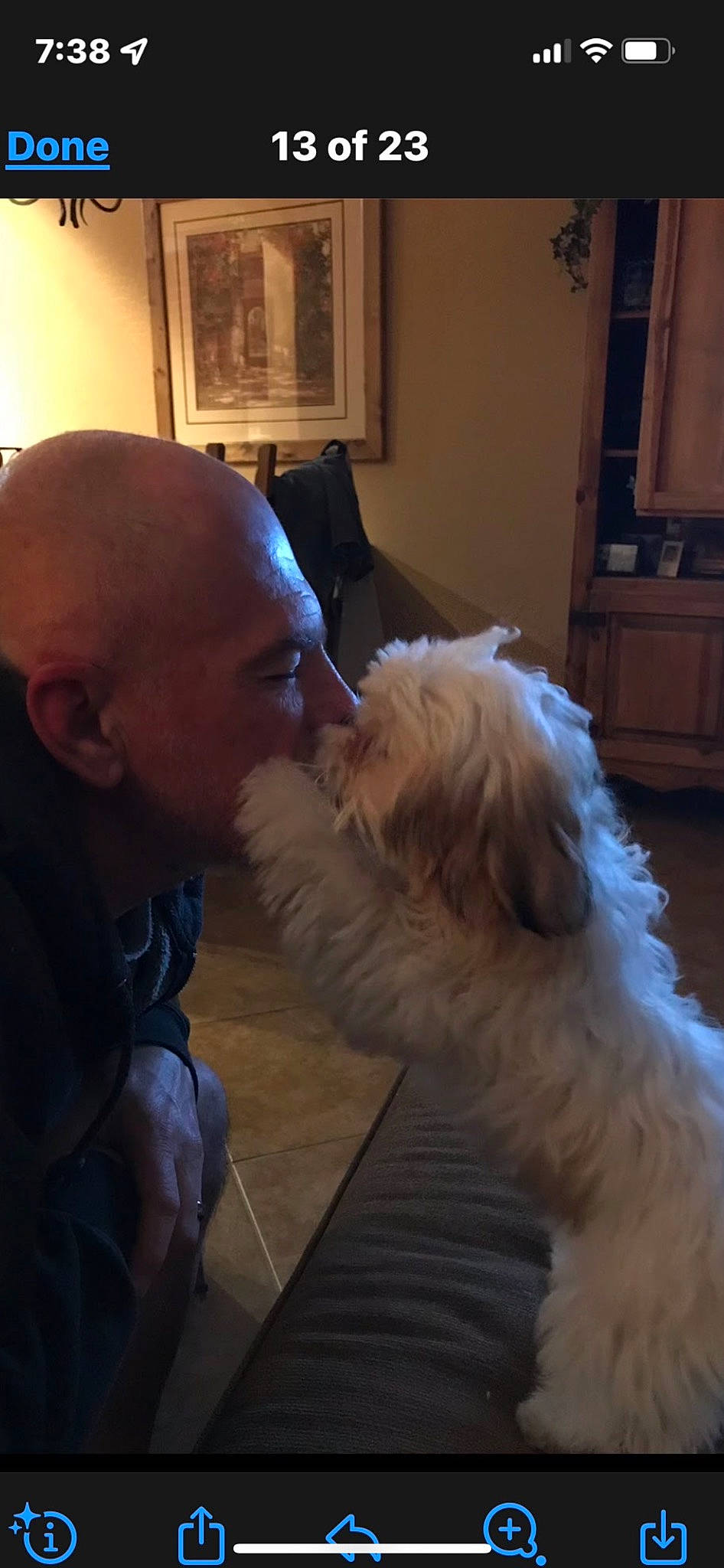 Gracie Girl is registered to the contest to win money with this photo: beard, canidae, carnivore, cockapoo, companion_dog, dog, dog_breed, facial_hair, fur, goldendoodle, labradoodle, maltepoo, non_sporting_group, picture_frame, poodle_crossbreed, puppy_love, small_terrier, sporting_group, terrier, toy_dog