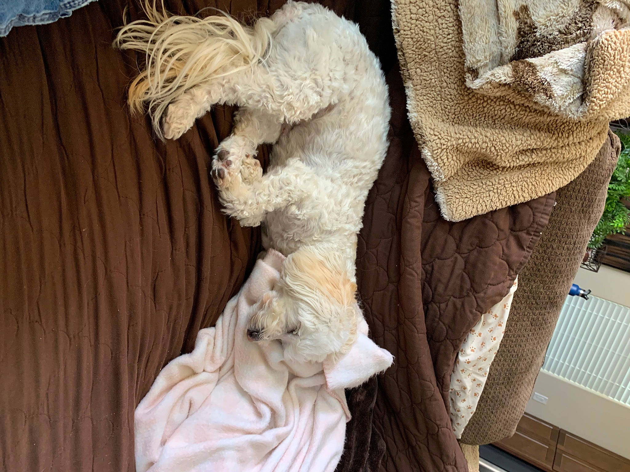 Teddy is registered to the contest to win money with this photo: art, artifact, carving, classical_sculpture, feather, fur, fur_clothing, linens, monument, natural_material, sculpture, statue, stone_carving, tail, textile, visual_arts, wood, wool