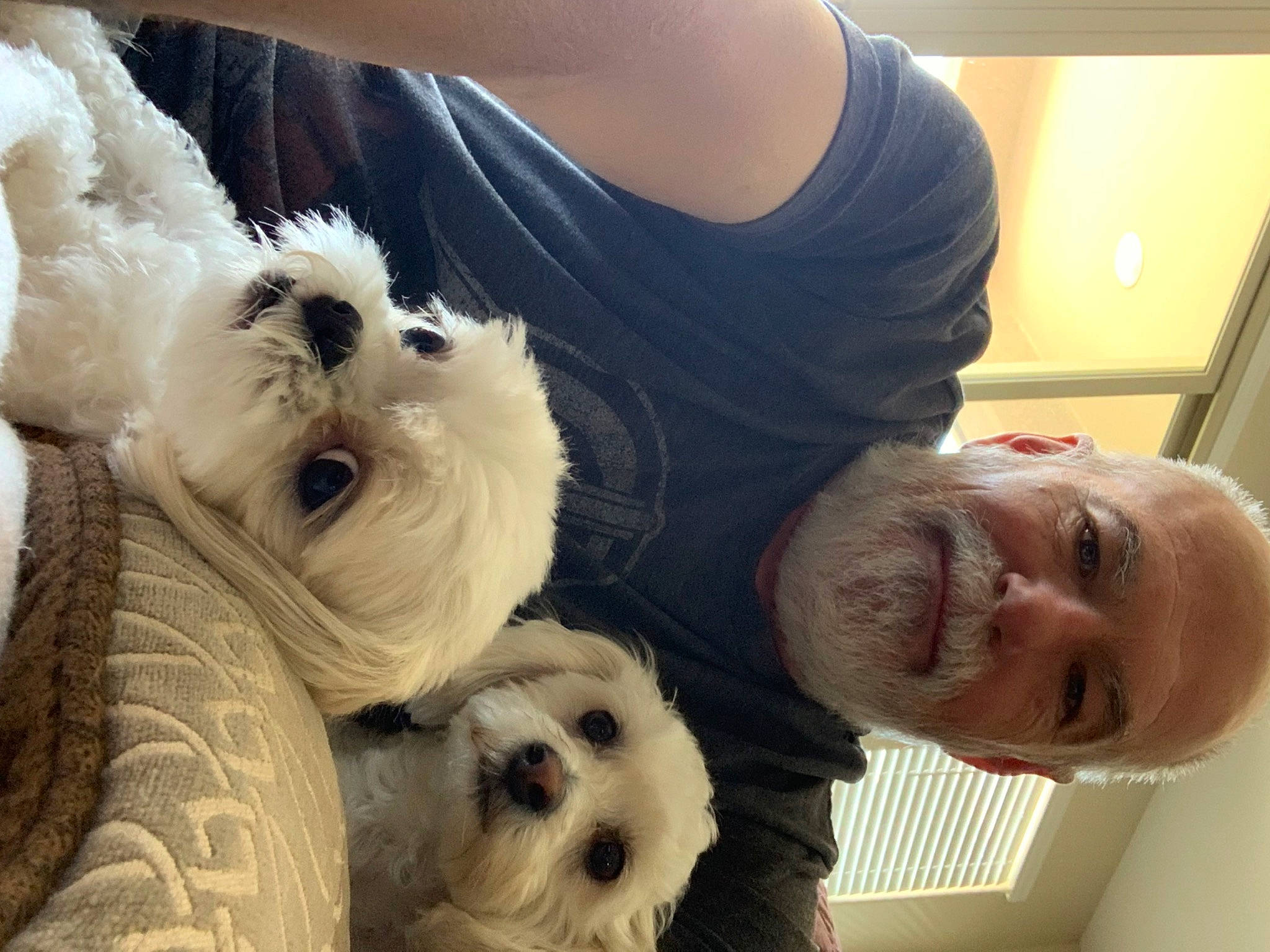 Teddy joined the competition — help win amazing prizes! canidae, carnivore, companion_dog, dog, dog_breed, dog_clothes, dog_supply, eyewear, fawn, fur, happy, puppy_love, small_terrier, snout, sporting_group, sunglasses, toy, toy_dog, white, working_animal