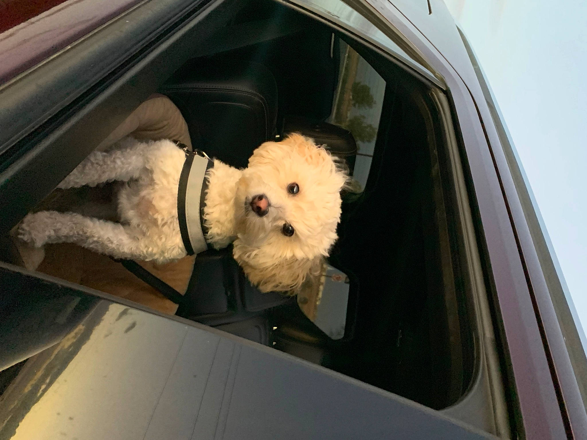 Teddy joined the competition — help win amazing prizes! auto_part, automotive_design, automotive_exterior, automotive_mirror, automotive_window_part, car, car_seat_cover, carnivore, companion_dog, dog, dog_breed, glass, hood, mode_of_transport, motor_vehicle, snout, vehicle, vehicle_door, window, windscreen_wiper