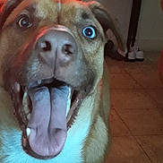 Chester joined the competition — help win amazing prizes! dog, tongue, happy, pet, indoor, floor, tile, fur, close_up, canine, mouth, teeth, ears, animal, excited, expression, background, shoe, couch, home
