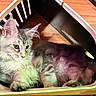 Stella is registered to the contest to win money with this photo: cat, tabby, fluffy, gray, feline, pet, indoor, wooden_enclosure, relaxed, paw, ear, fur, animal, resting, cozy, light_shadow, cute, domestic, young_cat, whiskers