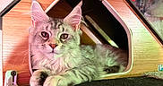 Stella is registered to the contest to win money with this photo: cat, fluffy, wooden_cat_house, indoor, relaxed, paws, feline, pet, cozy, cute, fur, whiskers, ears, animal, resting, looking, closeup, home, comfortable, portrait