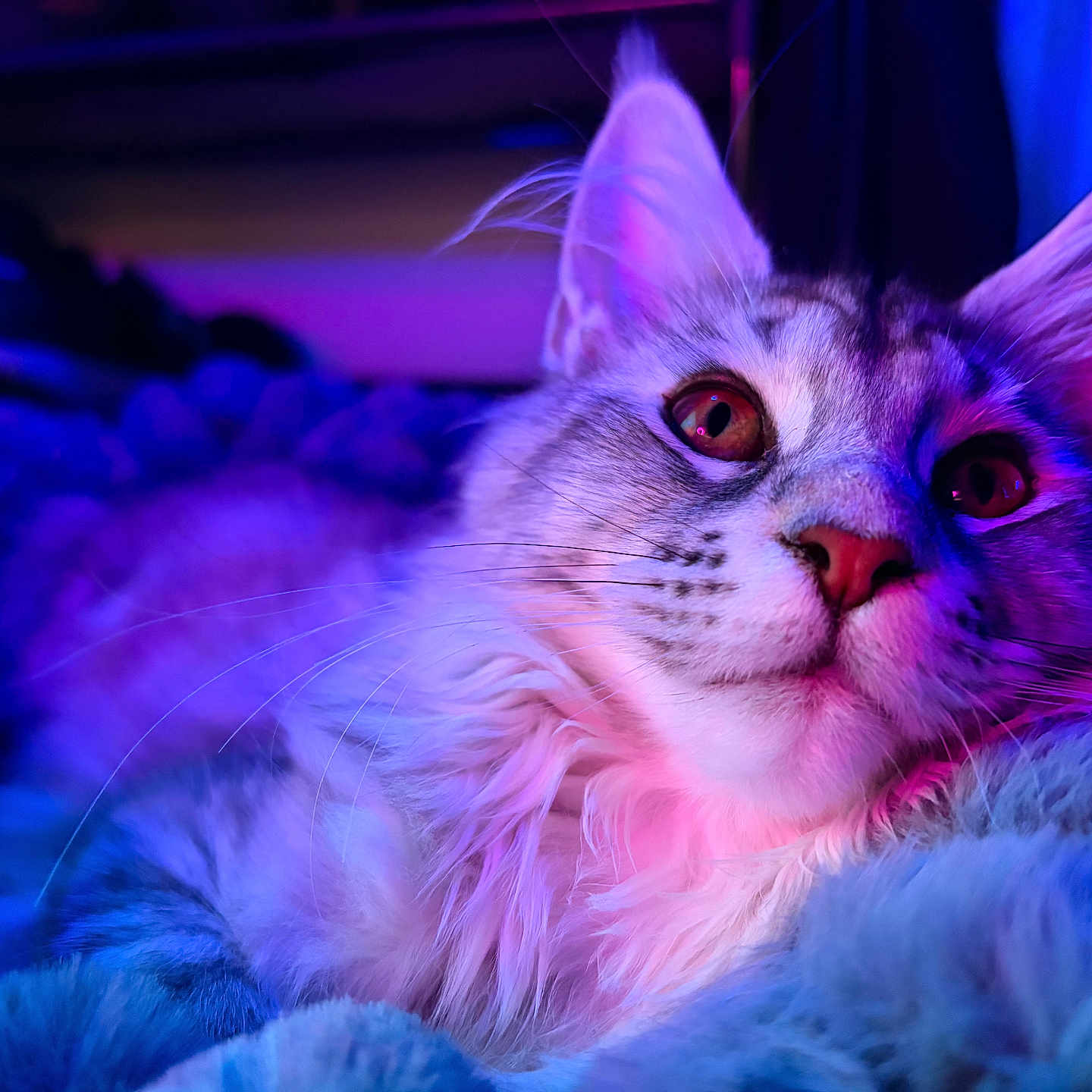 Stella joined the competition — help win amazing prizes! cat, feline, pet, animal, close_up, portrait, indoor, purple_light, blue_light, neon, whiskers, fur, relaxed, blanket, cozy, ears, eyes, soft, cute, muzzle