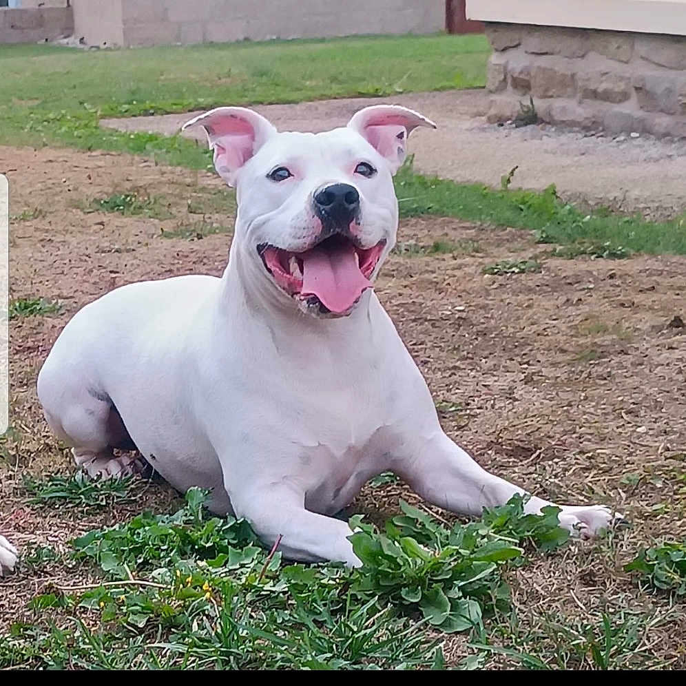 Sakia