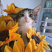 Kia is registered to the contest to win money with this photo: cat, kitten, sunflower, flower, pet, indoor, curious, cute, animal, nature, closeup, face, whiskers, pink_nose, green_eyes, plant, colorful, domestic_animal, flora, background_blur