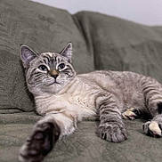 Yvonne a rejoint le concours — aidez-le/la à gagner de superbes lots ! abyssinian, angora, animal, blanket, cat, chair, couch, cushion, egyptiancat, furniture, homedecor, indoors, kitten, manx, person, pet, siamese, sleeping