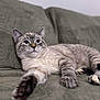 abyssinian, angora, animal, blanket, cat, chair, couch, cushion, egyptiancat, furniture, homedecor, indoors, kitten, manx, person, pet, siamese, sleeping
