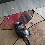 Fat Richard is registered to the contest to win money with this photo: cat, tabby, carpet, toy, indoor, floor, fireplace, relaxing, pet, animal, feline, home, cozy, sprawled, colorful, lazy, tail, paw, resting, living_room