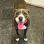 animal, brown_coat, canine, dog, ears, floor, friendly, happy, indoor, looking_up, mouth, nose, paws, pet, pitbull, smiling, standing, tile_floor, tongue_out, white_markings
