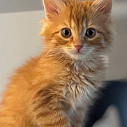 Biscuit is registered to the contest to win money with this photo: bedding, big_eyes, cat, closeup, cozy, curious, ears, feline, fluffy, fur_texture, ginger_cat, indoor, kitten, orange_fur, paw, pet, portrait, sitting, soft_fur, whiskers