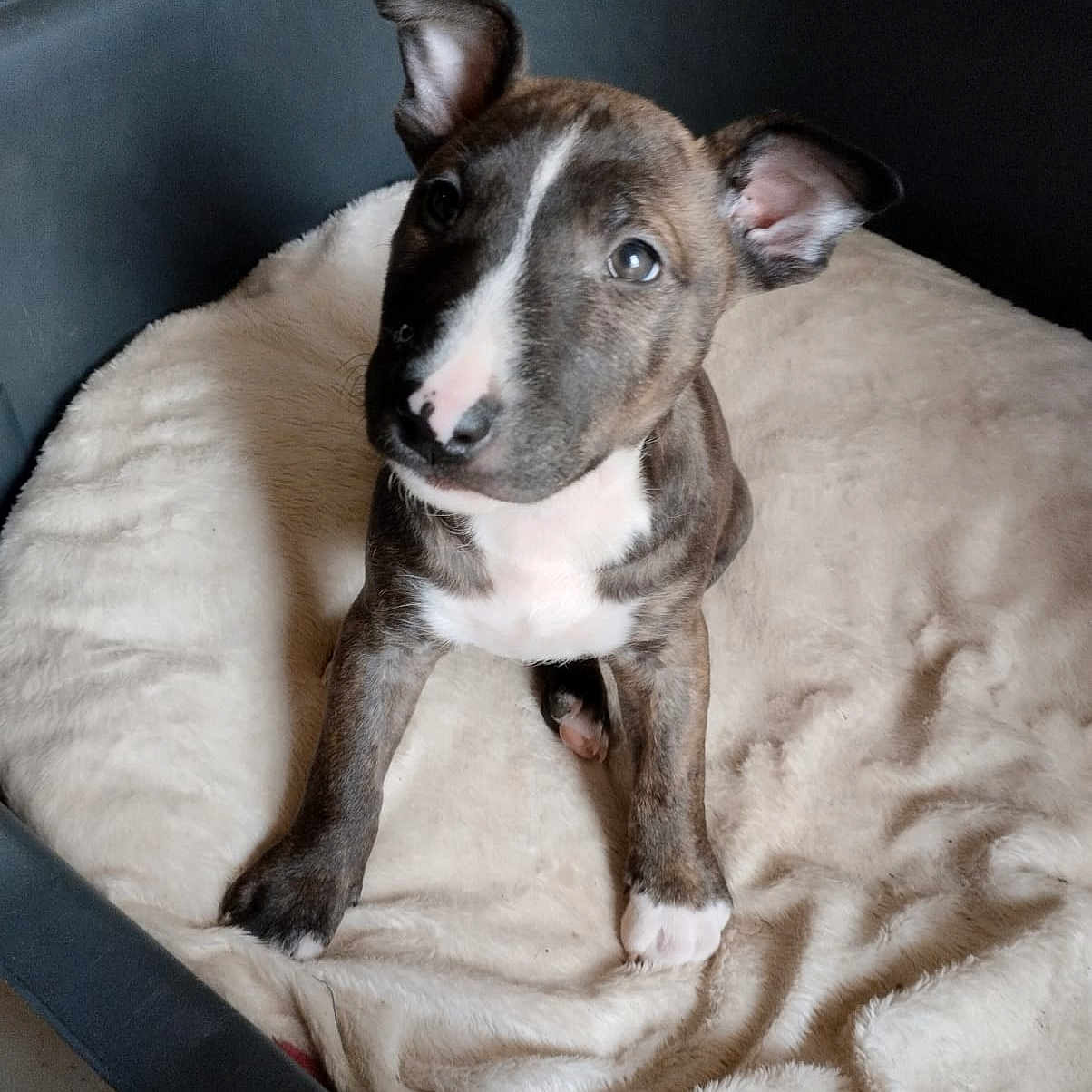 Athéna a rejoint le concours — aidez-le/la à gagner de superbes lots ! animal, ball, bed, blanket, bostonbull, bulldog, canine, couch, cushion, dog, furniture, homedecor, hound, husky, pet, pitbull, puppy, sport, tennis, tennisball