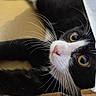 Pugsley joined the competition — help win amazing prizes! animal, black_and_white, blanket, cardboard_box, cat, close_up, cozy, feline, golden_eyes, indoors, lying_down, pet, photography, pink_nose, playful, portrait, relaxed, tuxedo_cat, whiskers, wide_eyes
