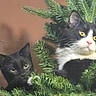Pugsley joined the competition — help win amazing prizes! animals, black_cat, camouflage, cat, cats, christmas_tree, evergreen, feline, festive, funny, fur, holiday, indoors, ornaments, pets, pink_nose, portrait, tuxedo_cat, whiskers, yellow_eyes