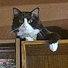 animal, black_and_white, books, bookshelf, cat, ears, feline, funny_pose, green_eyes, home, indoors, lying_down, paws, pet, portrait, shelf, sitting, tuxedo_cat, whiskers, wood