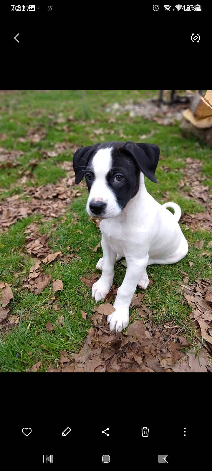 Rascals Dinozzo joined the competition — help win amazing prizes! carnivore, companion_dog, dog, dog_breed, grass, hunting_dog, non_sporting_group, plant, puppy, soil, sporting_group, tail, terrestrial_animal, terrier, whiskers, working_animal, working_dog