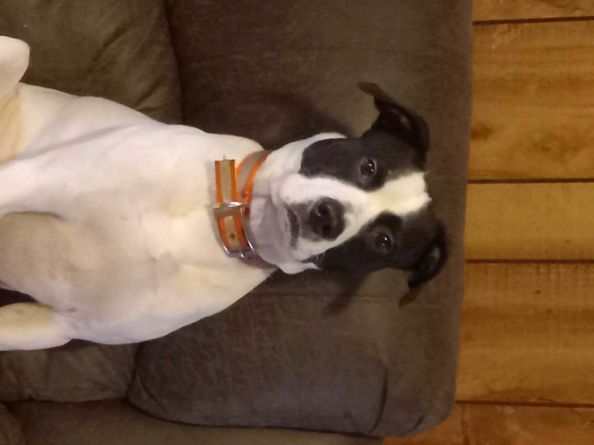 Rascals Dinozzo joined the competition — help win amazing prizes! boston_terrier, canidae, carnivore, collar, comfort, companion_dog, couch, dog, dog_breed, dog_collar, dog_supply, fawn, hardwood, non_sporting_group, pet_supply, snout, sporting_group, tail, wood, working_animal