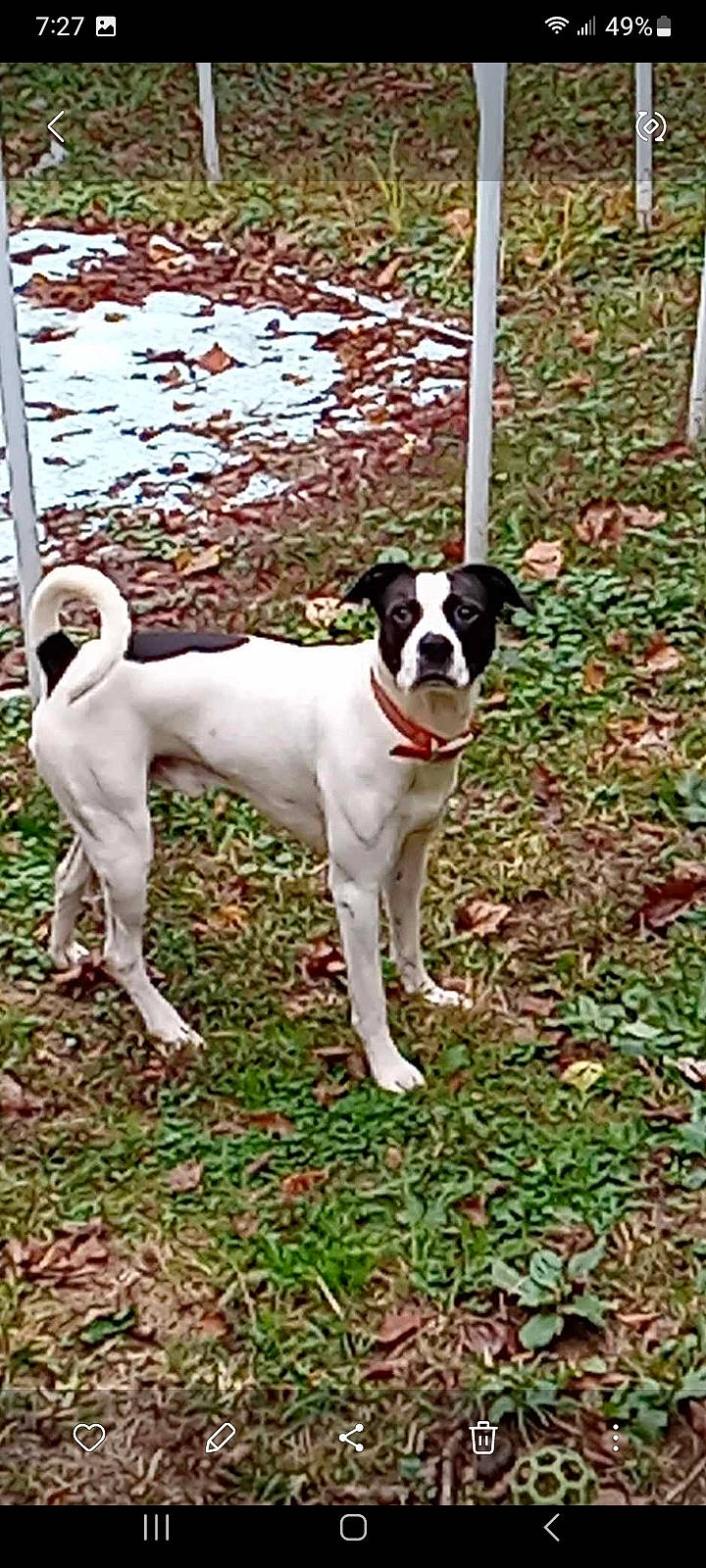 Rascals Dinozzo is registered to the contest to win money with this photo: ancient_dog_breeds, canidae, carnivore, collar, companion_dog, dog, dog_breed, dog_collar, dog_supply, fawn, grass, groundcover, hunting_dog, non_sporting_group, plant, sporting_group, tail, terrier, working_animal, working_dog