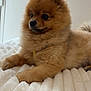 dog, puppy, pomeranian, fluffy, brown, pet, cute, animal, fur, indoor, blanket, soft, resting, small_dog, alert, companion, domestic_animal, cute_pet, young_dog, adorable