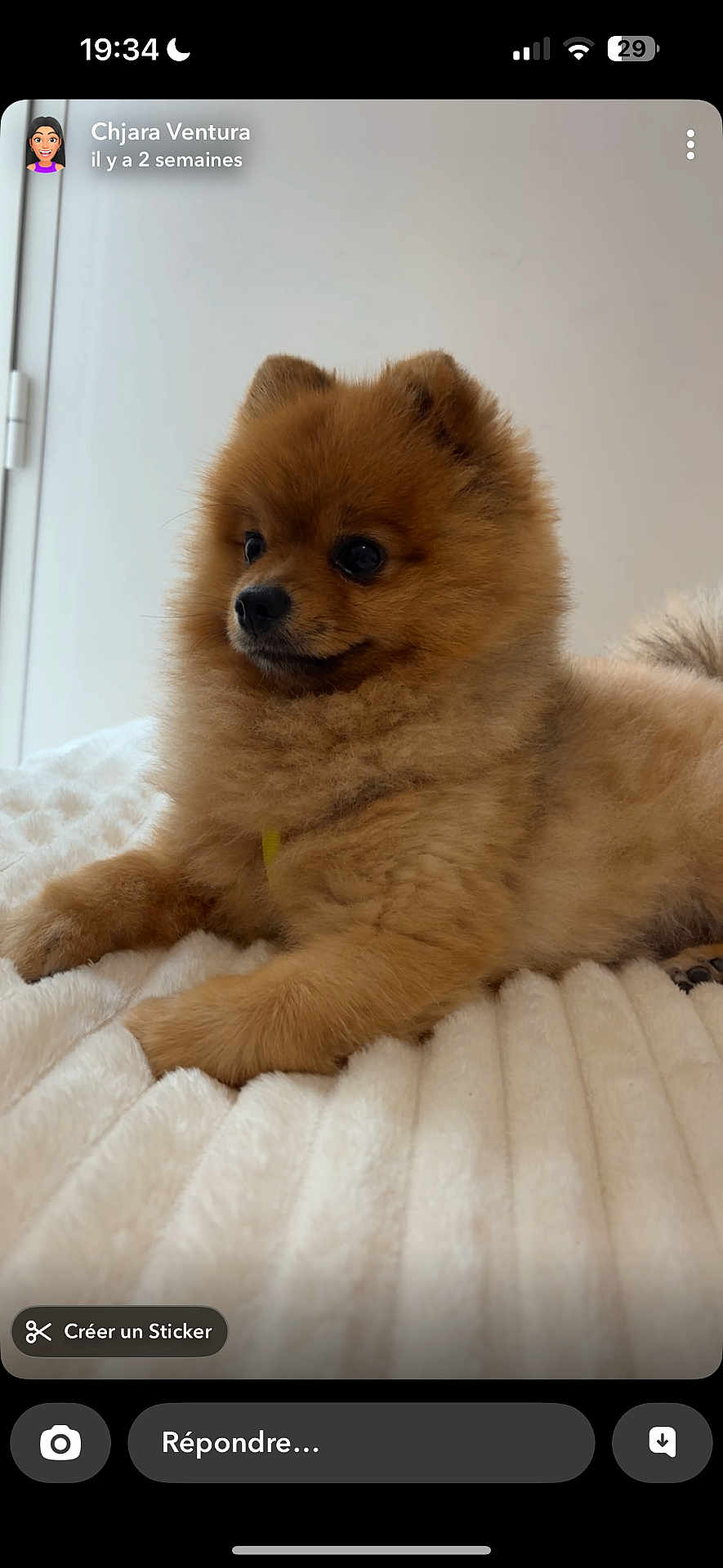 Simba participe au concours pour gagner de l'argent avec cette photo : dog, puppy, pomeranian, fluffy, brown, pet, cute, animal, fur, indoor, blanket, soft, resting, small_dog, alert, companion, domestic_animal, cute_pet, young_dog, adorable