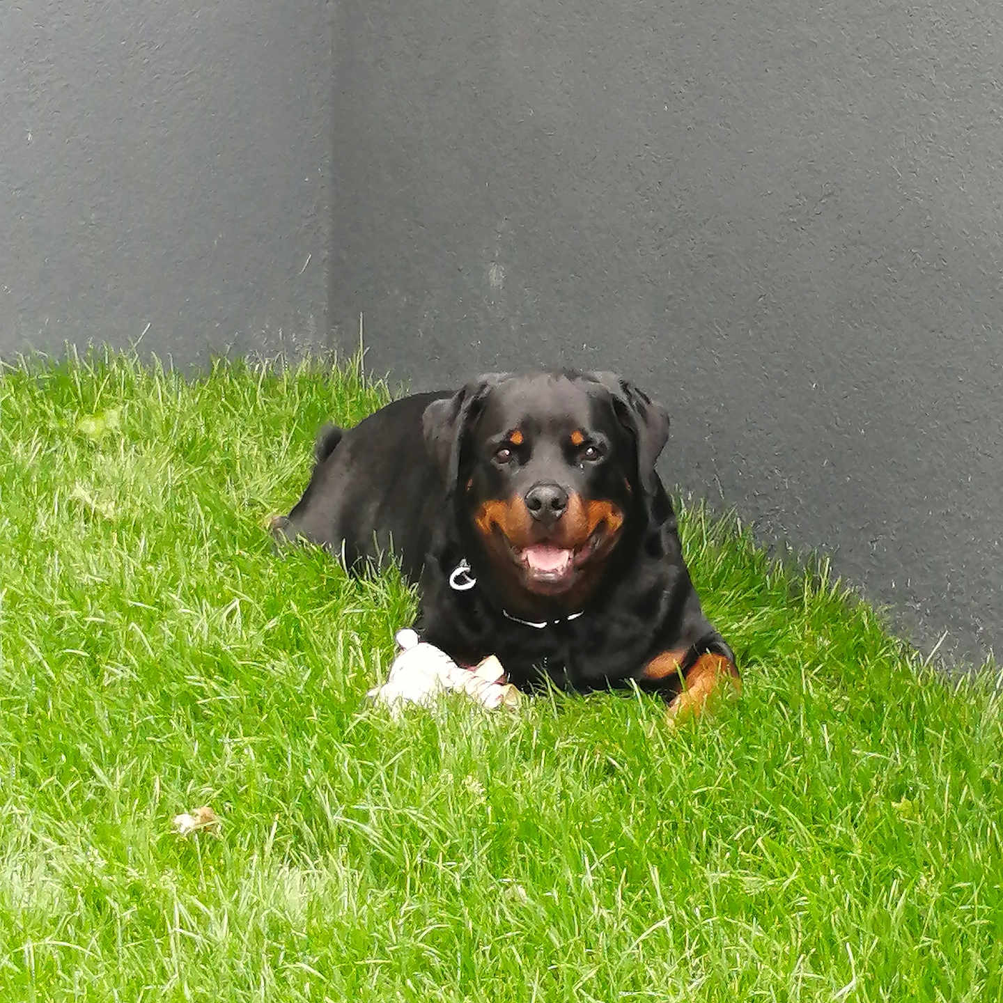 Rio participe au concours pour gagner de l'argent avec cette photo : animal, black, brown, canine, collar, companion, dog, domestic, fur, grass, happy, lawn, nature, outdoor, pet, playful, resting, rottweiler, smiling, toy