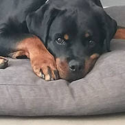 Rio a rejoint le concours — aidez-le/la à gagner de superbes lots ! animal, black, brown, canine, close_up, companion, cushion, cute, dog, domestic, face, indoor, lying_down, paw, pet, portrait, relaxed, resting, rottweiler, sleepy