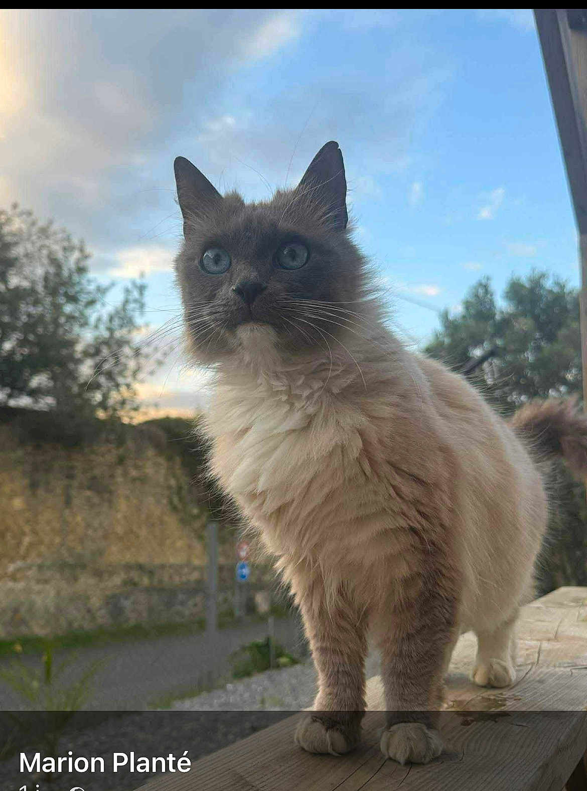 Lola