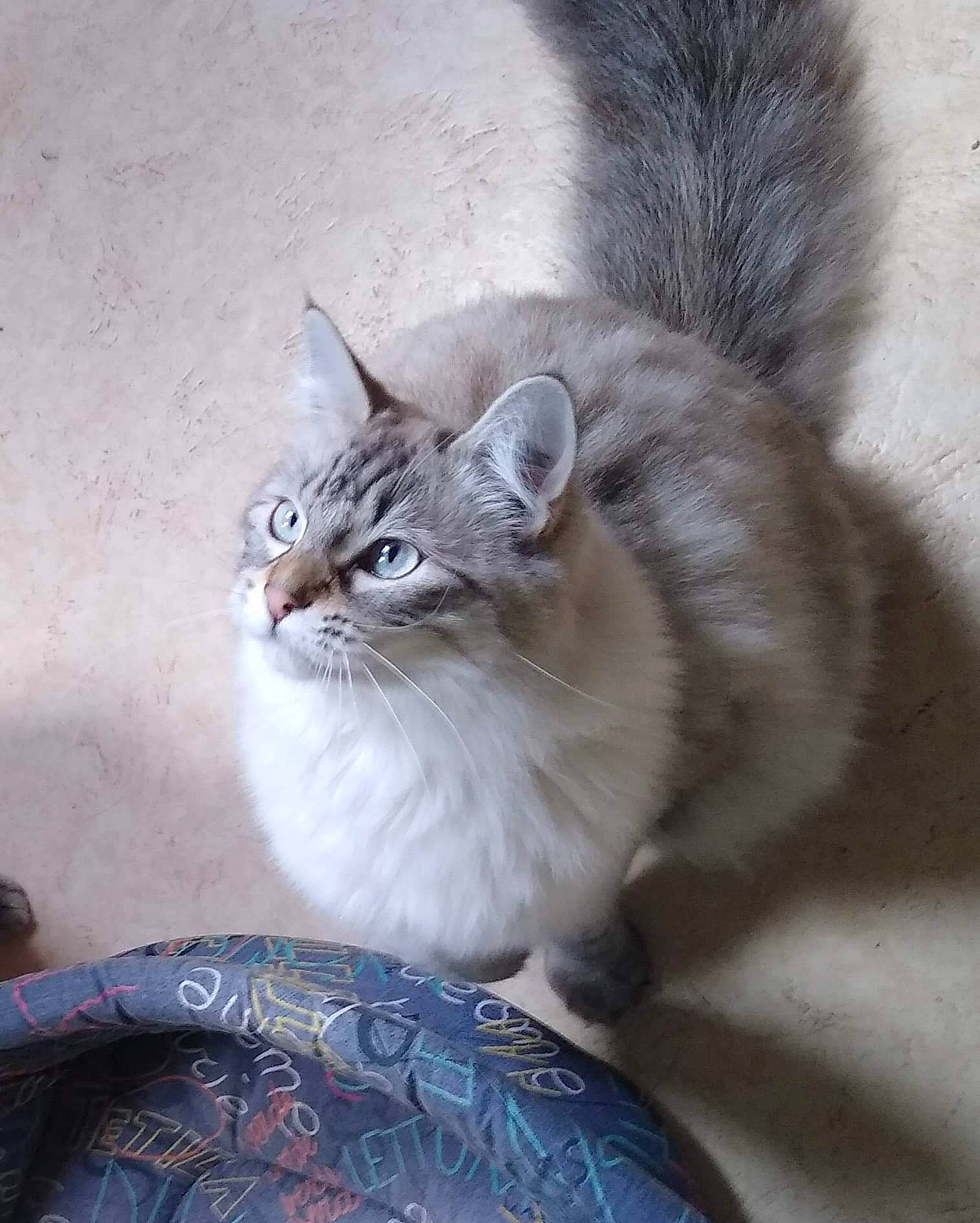 Maori participe au concours pour gagner de l'argent avec cette photo : carnivore, cat, domestic_short_haired_cat, door, fawn, felidae, fur, grey, paw, sitting, small_to_medium_sized_cats, snout, tail, terrestrial_animal, tree, whiskers, wildlife, window