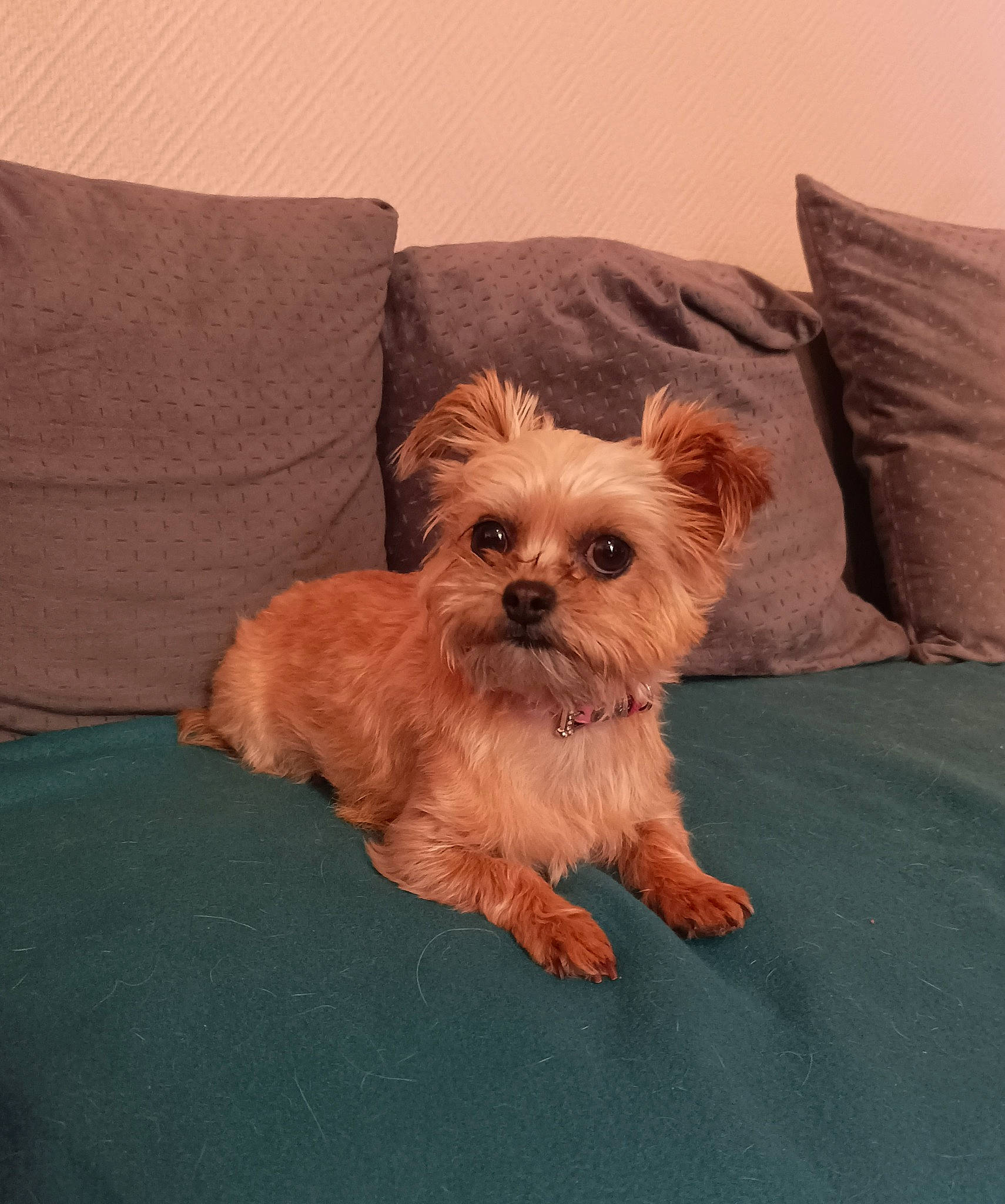 Lagertha a rejoint le concours — aidez-le/la à gagner de superbes lots ! biewer_terrier, canidae, carnivore, comfort, companion_dog, dog, dog_breed, dog_supply, fawn, fur, liver, maltepoo, pet_supply, small_terrier, snout, sporting_group, terrier, toy_dog, working_animal, yorkipoo